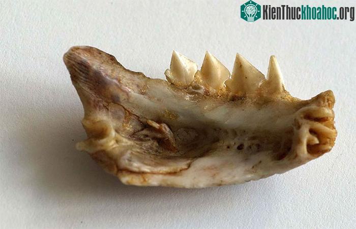 Mẫu xương hàm cá Piranha bụng đỏ