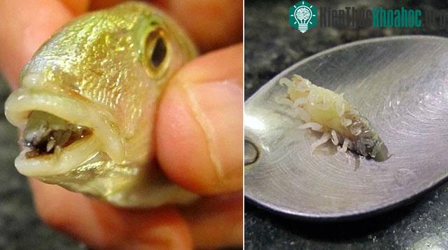 Cymothoa exigua