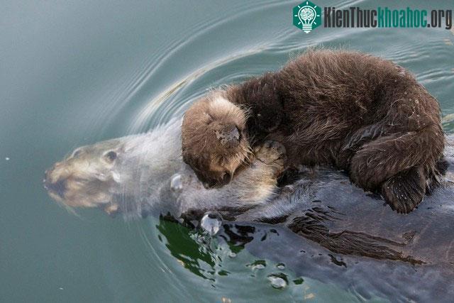 Hình ảnh rái cá âu yếm ôm đứa con mới đẻ trên bụng để bảo vệ khiến hàng triệu người lay động ảnh 1