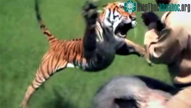 Hổ Bengal có khả năng leo trèo và bơi lội cực tốt.