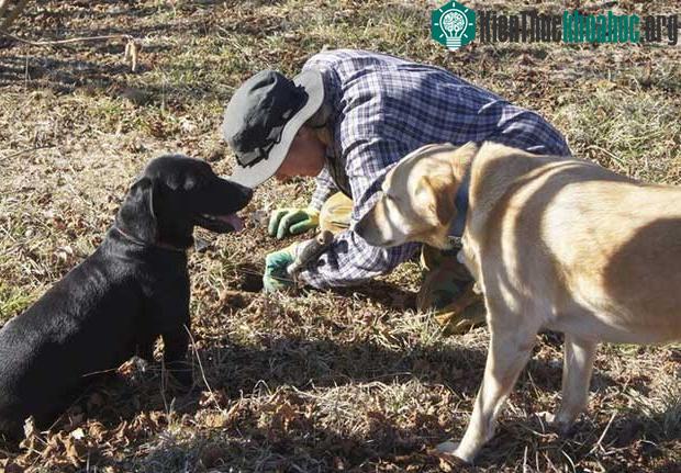 Lý do nào khiến nấm truffle siêu đắt đỏ, hầu như chỉ dành cho giới thượng lưu? ảnh 1