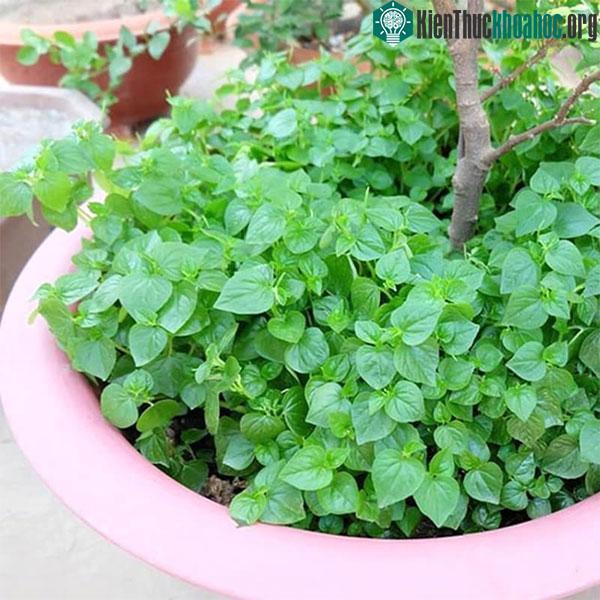 Một số trường hợp khi ăn rau càng cua sẽ có biểu hiện khó thở như bệnh hen suyễn.