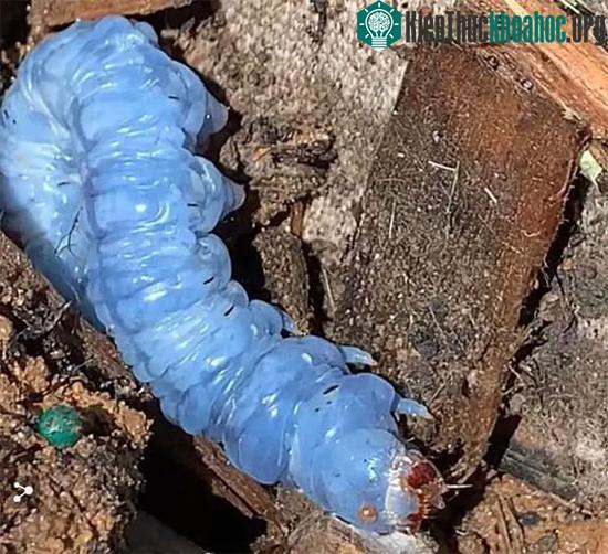 Nhiều người cho rằng màu xanh không phải là màu tự nhiên của nó