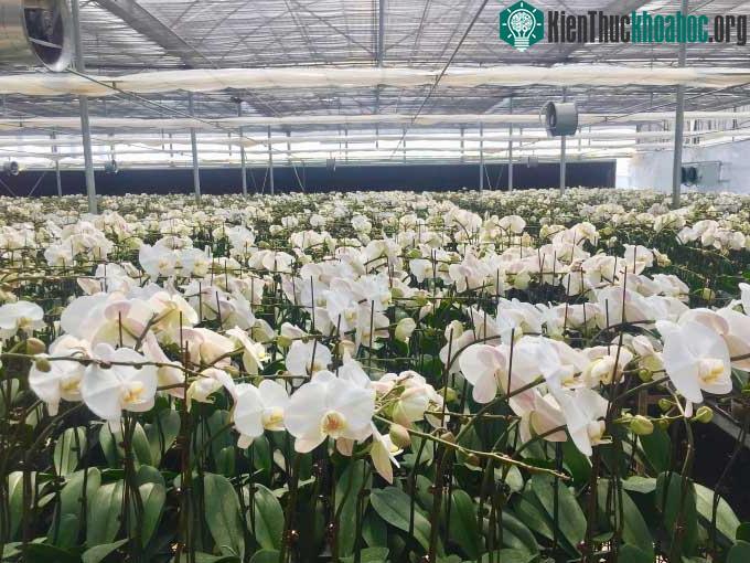 Mô hình nuôi trồng lan hồ điệp thương phẩm.
