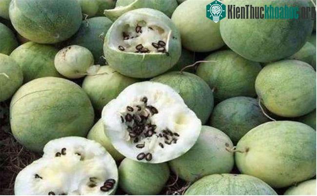 Loại dưa đắng này thường được dùng để chế thuốc trị bệnh