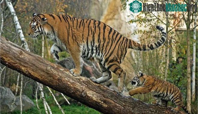 Kỹ năng leo cây của hổ nhanh và tốt hơn rất nhiều người.