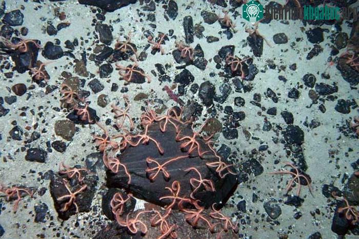 Thành phố “Brittle Star”.