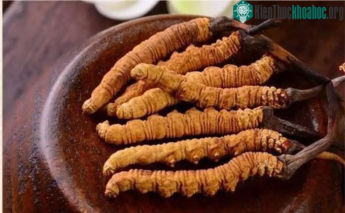 Đông trùng hạ thảo