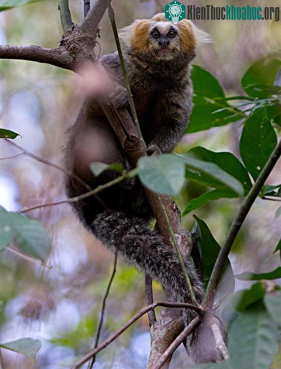 Hình ảnh khỉ đuôi sóc (hay còn gọi là khỉ Marmoset).