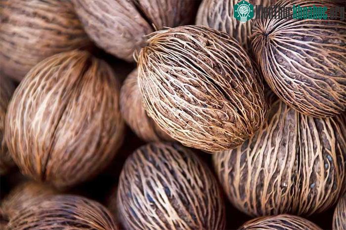 Bên trong lớp vỏ xù xì này là độc dược gây ngừng tim của Cerbera odollam.