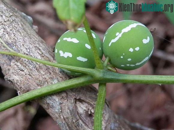 Trông khá giống "dưa hấu" mini nhưng loại dưa kép này rất độc.