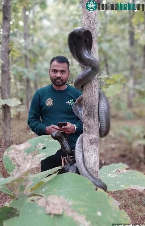 Anh Nilesh Wankhede (ảnh) bên trong khu bảo tồn thiên nhiên Melghat nằm ở bang Maharashtra, Ấn Độ (Ảnh: Daily Mail).