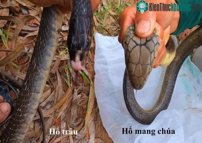 Hổ trâu và hổ mang chúa.