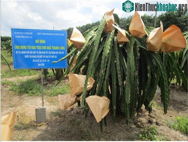 Bao trái giúp mang lại năng suất cao cho thanh long Bình Thuận.