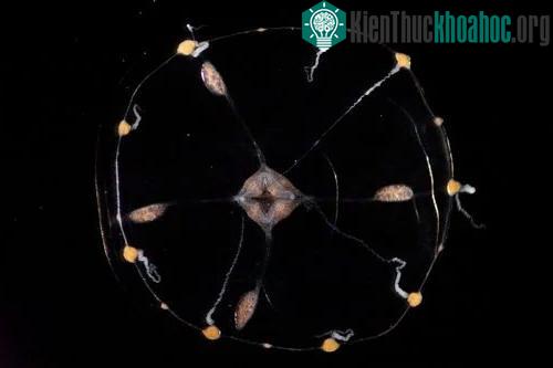 &nbsp;Tế bào thần kinh của C.hemisphaerica được tổ chức theo hình dạng một chiếc ô