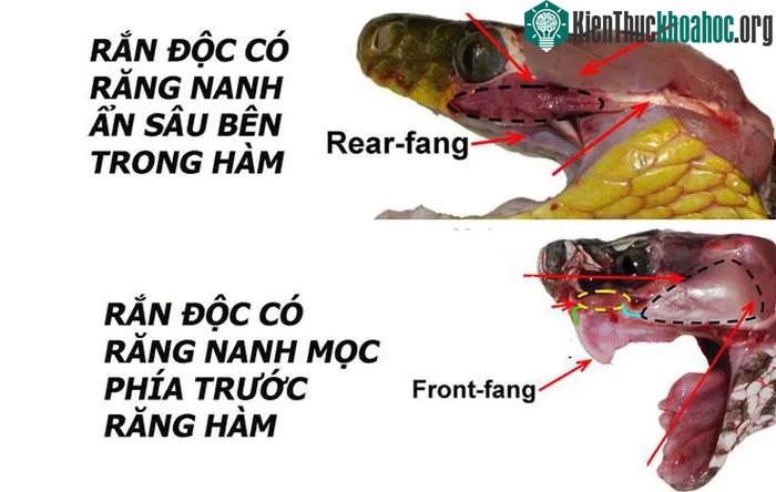 Rắn cổ đỏ có răng nanh sau.