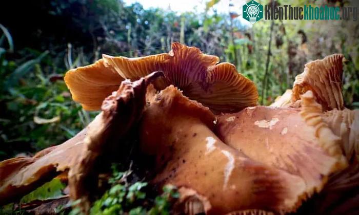 Những cây nấm Armillaria đã nổi lên mặt đất để các bào tử của chúng hít thở