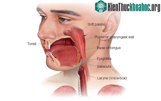 Từ khoang mũi, cát bụi sẽ theo nước mũi, gỉ mũi ra ngoài hoặc… trôi xuống cổ họng bạn luôn