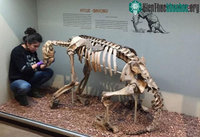Mylodon và họ hàng của nó là nhóm thống trị của những con lười trên mặt đất Nam Mỹ.