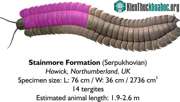 Sinh vật này là một phần của chi Arthropleura và sống cách đây khoảng 326 triệu năm
