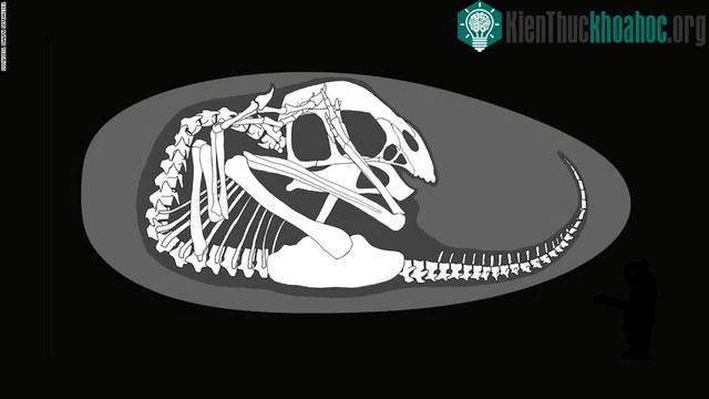 Phôi thai này được bảo quản tuyệt hảo bên trong quả trứng.