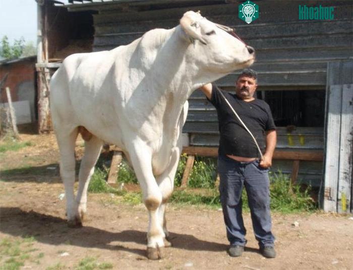 Bò Chianina có thể cao hơn nhiều so với một người trưởng thành, đồng thời nặng tới 1,7 tấn.