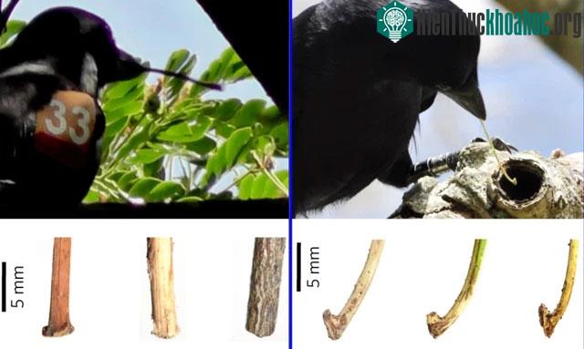 Quạ có thể tìm cách sử dụng công cụ để phục vụ mục đích của mình