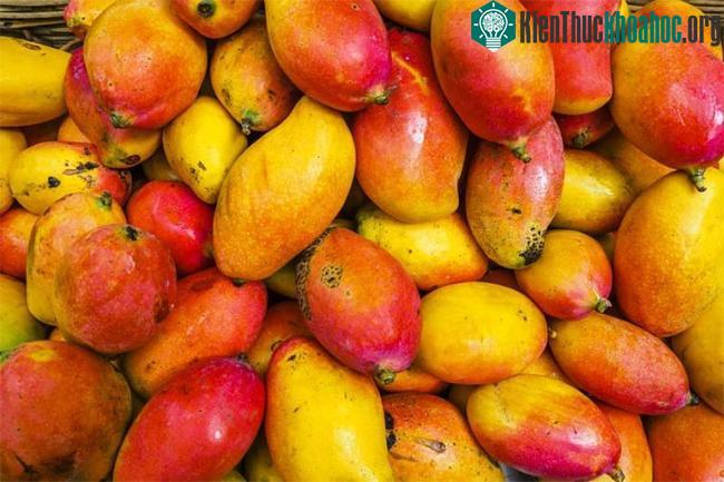 Những quả xoài chín mọng cuối mùa rơi rụng xuống đất.