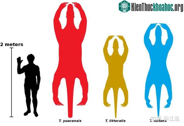 So sánh kích thước cơ thể giữa các loại quái vật lười biển và con người.