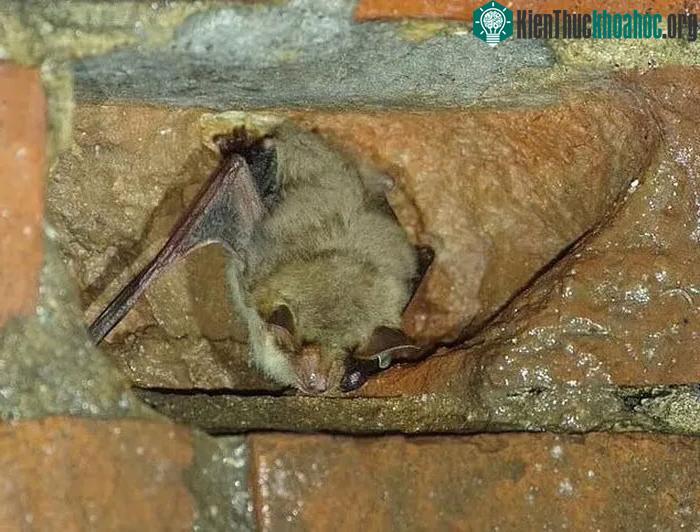 Loài dơi tai chuột ở Anh một lần nữa đứng trước nguy cơ tuyệt chủng.