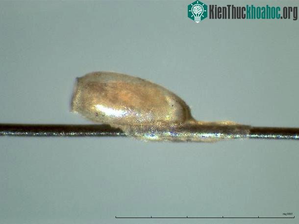Trứng chấy gắn kết vào thân tóc bằng một vật liệu đặc biệt mang DNA trong trạng thái cực tốt