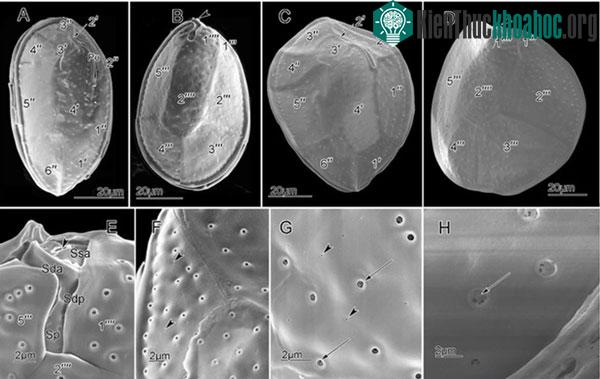 Ostreopsis siamensis trong vùng biển Việt Nam