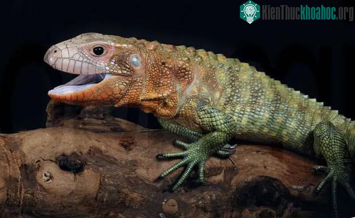 Thằn lằn caiman dành phần lớn thời gian ngâm mình dưới nước
