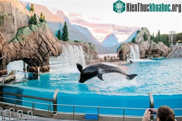 Sinh vật biển sống ở công viên như sống trong môi trường tự nhiên. &nbsp;