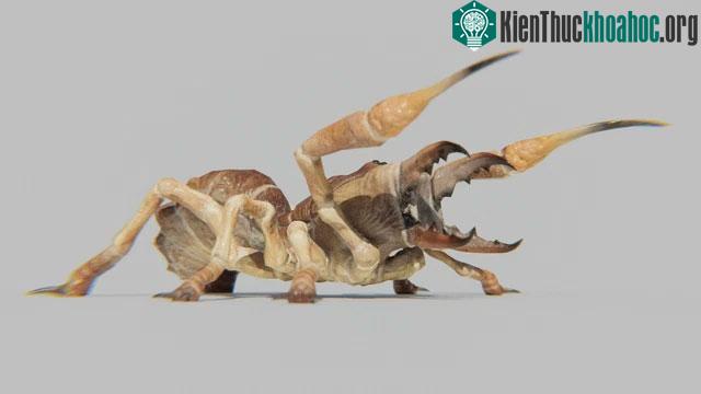 Hầu hết các loài thuộc bộ Solifugae sống ở vùng khí hậu khô hạn