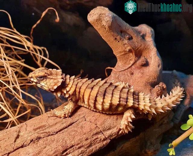 Trong điều kiện nuôi nhốt, loài thằn lằn đặc biệt này có thế sống từ 8 đến 10 năm.