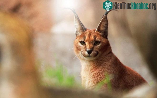 Mèo Caracal