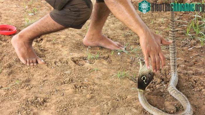 Dùng đầu gối để làm con rắn chú ý