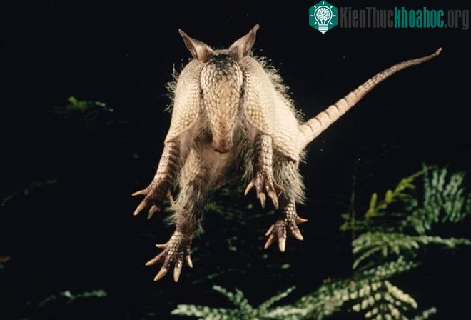 Armadillo nổi tiếng với những cú nhảy rất mạnh trong phạm vi 1 mét.