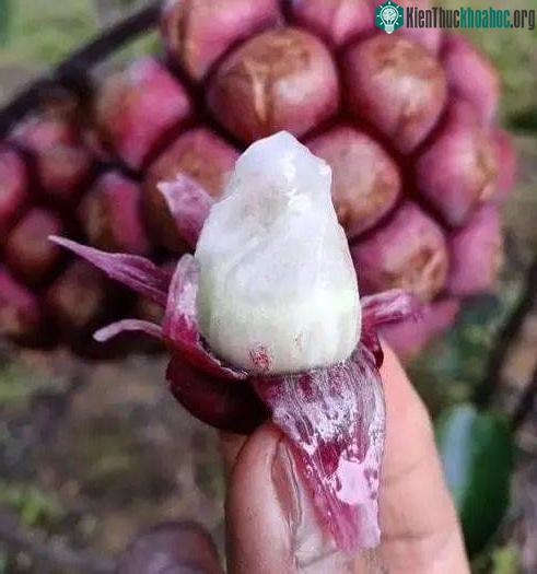 Trong y học dân gian, "hắc hổ" còn có thể thay thế xạ đen