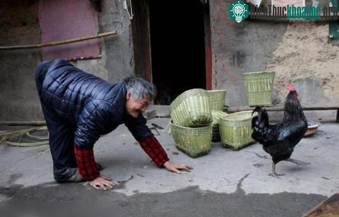 Nhiều người cho rằng, hiện tượng bò ở nơi đây là hệ quả của hôn nhân cận huyết.&nbsp;