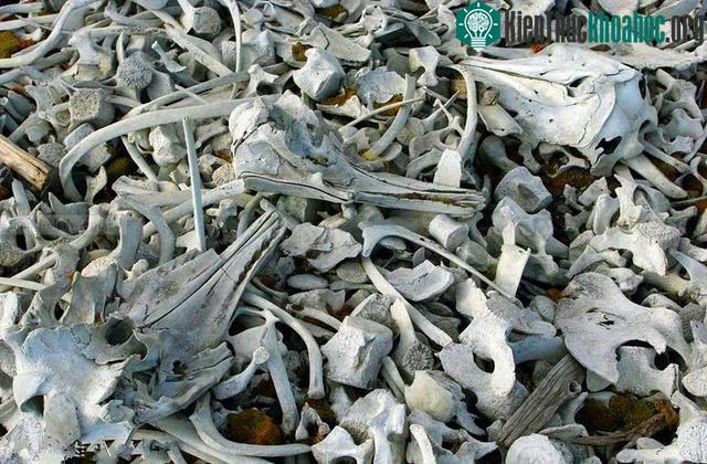 Cá voi Beluga bị con người săn bắt quá nhiều khiến chúng rơi vào nguy cơ tuyệt chủng