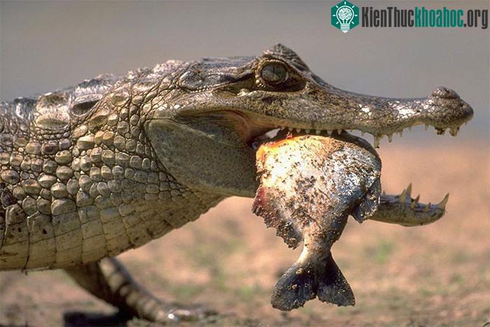 Cá sấu Caiman ăn thịt cá Piranha