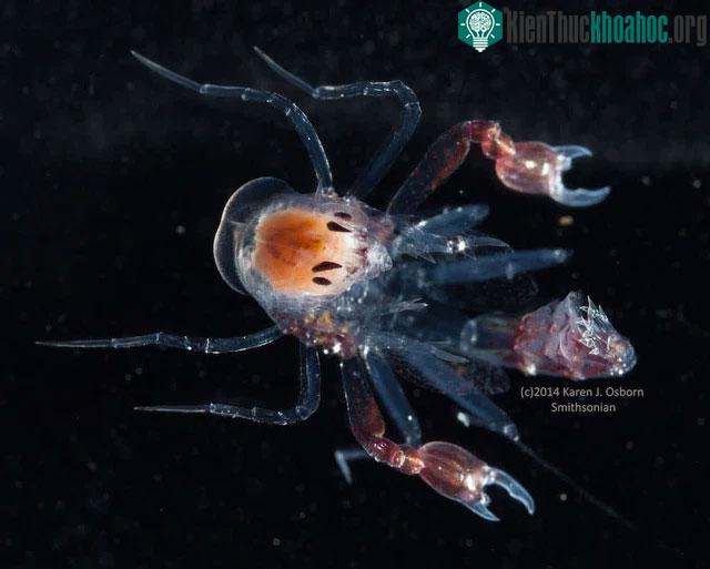 Phronima