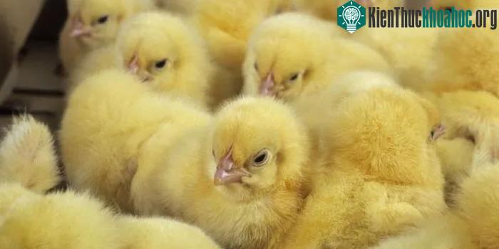 Chỉnh sửa gene lựa chọn giới tính cho động vật để giảm sát sinh ảnh 2