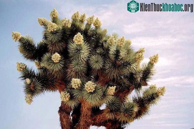 Cây cọ kỳ lạ nở hoa trong hoang mạc ảnh 2