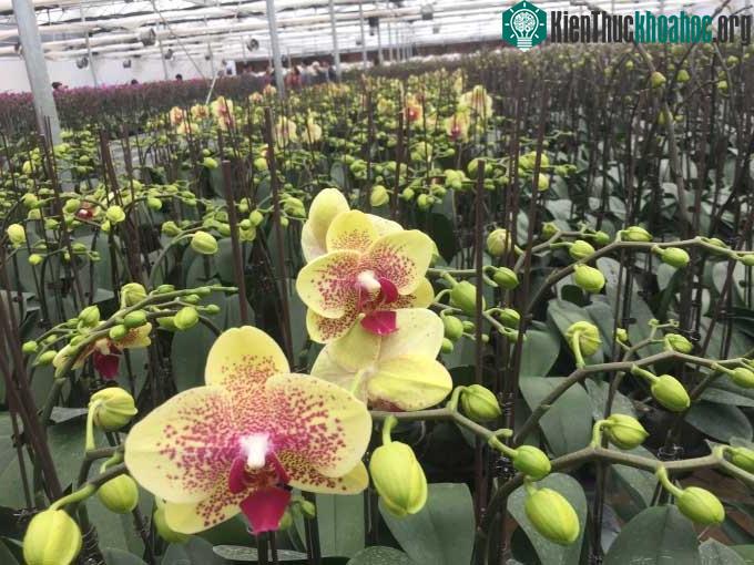 Mô hình sản xuất hướng công nghiệp thu được hoa nở đều đẹp chất lượng tốt