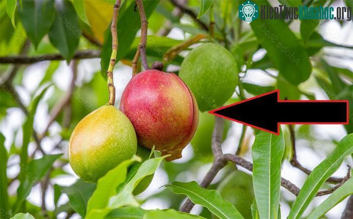 Chiết xuất chất độc của cây này được dùng để sản xuất thuốc diệt khuẩn sinh học.