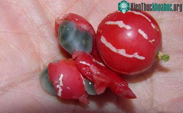 Chúng có độc tính và có thể khiến trẻ gặp nguy hiểm khi ăn phải.