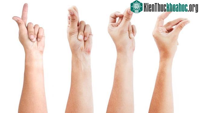 Động tác tưởng chừng như vô cùng đơn giản này lại sở hữu cơ chế phức tạp.